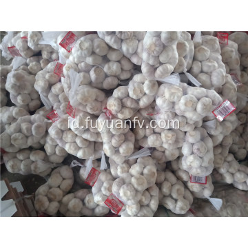 5,5cm bawang putih putih normal